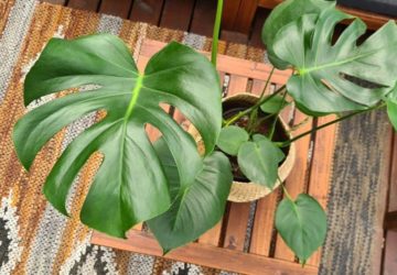 monstera dziurawa deliciosa