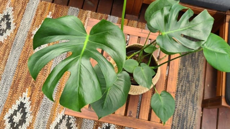 monstera dziurawa deliciosa